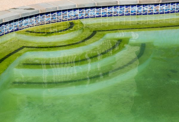 Cost of Pool Deck Algae Removal in West Bend